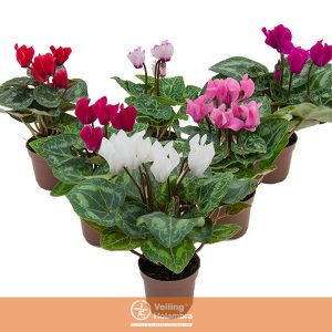 CYCLAMEN MINI P11