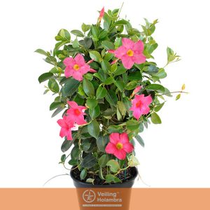 DIPLADENIA P15