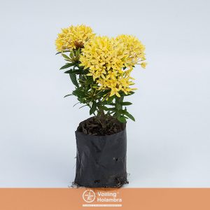 IXORA MINI AMARELO SAQ 30