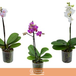 PHALAENOPSIS MINI P09