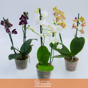 PHALAENOPSIS MINI P09 2 HT