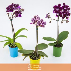 PHALAENOPSIS MINI P06 HIDROPOTE