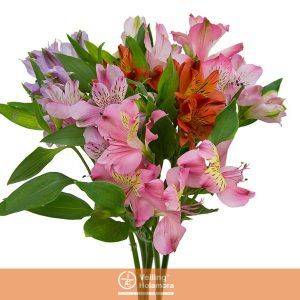 ALSTROEMERIA VARIADO 060 CM