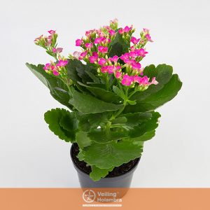 KALANCHOE P11 ROSA