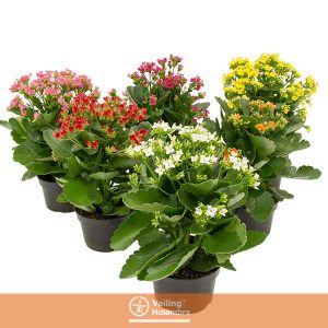 KALANCHOE P15