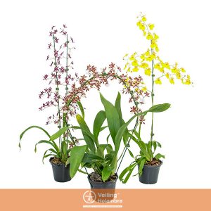 ONCIDIUM P10