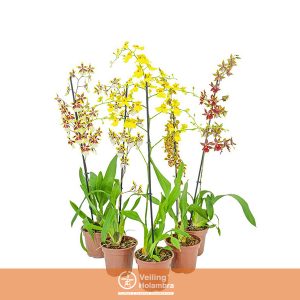 ONCIDIUM P15