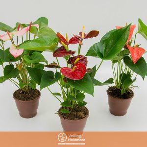 ANTHURIUM VARIADO P15