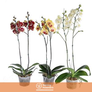 PHALAENOPSIS P12 2 HT