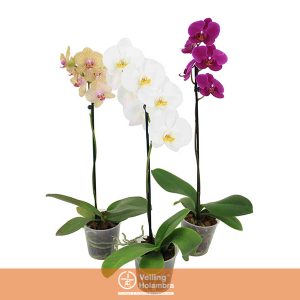 PHALAENOPSIS MIX P12