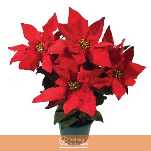 POINSETTIA P14 VERMELHO