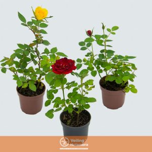 ROSEIRA MINI P06