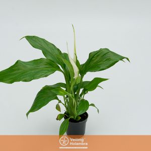 SPATHIPHYLLUM COM FLOR P06 COM FLOR