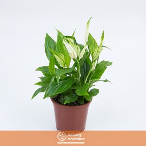 SPATHIPHYLLUM P11 MIN 5 HT COM FLOR