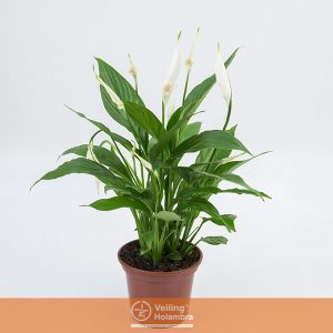 SPATHIPHYLLUM P15 MIN 5 HT COM FLOR