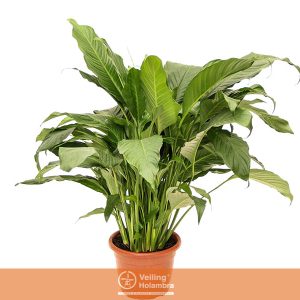 SPATHIPHYLLUM COM FLOR P24 COM FLOR