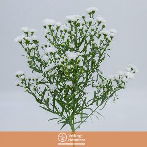 ASTER MARIANA 040 CM