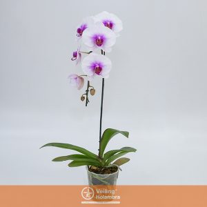 PHALAENOPSIS CASCATA P15 MIN 5 FLS