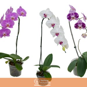 PHALAENOPSIS CASCATA P15 MIN 8 FLS