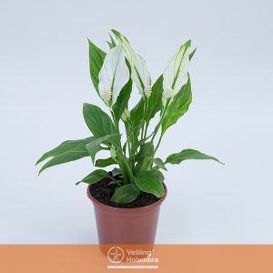 SPATHIPHYLLUM 3 FLORES P15 MIN 3 HT COM FLOR