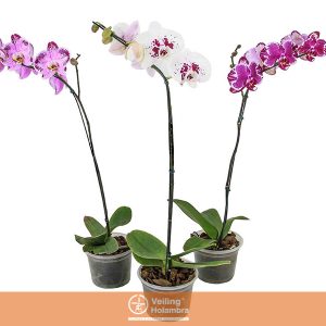 PHALAENOPSIS ESPECIAL P15 MIN 5 FLS