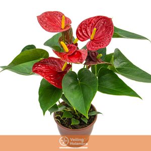 ANTHURIUM RED SUCCESS P12