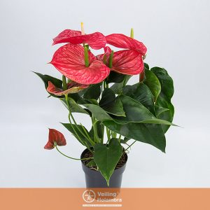 ANTHURIUM MICHIGAN P17 PREMIUM