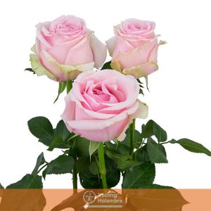 ROSA SWEET MEMORY 050 CM ESTUFA