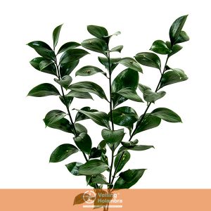 FOLHAGEM RUSCUS 040 CM