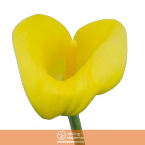 ZANTEDESCHIA 050 CM AMARELO