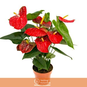 ANTHURIUM DAKOTA P17