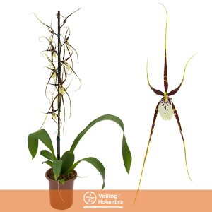 ORQUIDEA BRASSIA P12