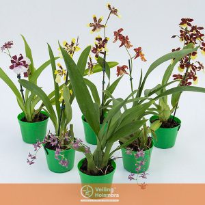 ORQUIDEA VARIADA P08