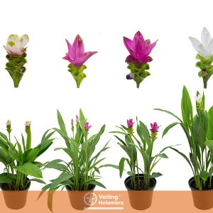 CURCUMA P15