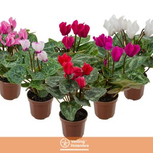 CYCLAMEN MINI P06