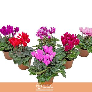 CYCLAMEN P14