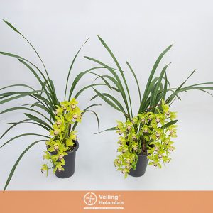 CYMBIDIUM P18 MIN 1 HT PENDENTE