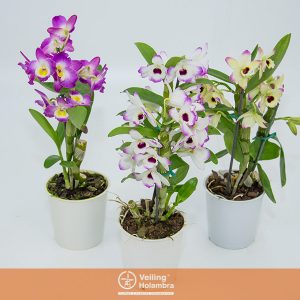 DENDROBIUM NOBILY P12