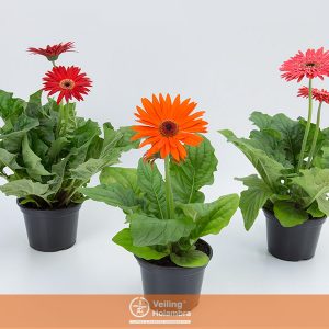 GERBERA P14 MIN 1 FL