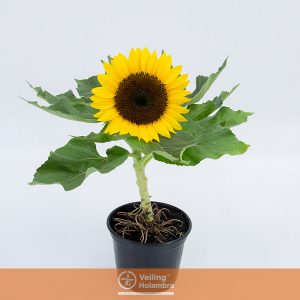 GIRASSOL MINI SUN BRIGHT P11