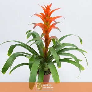 GUZMANIA SKARLATINA P14