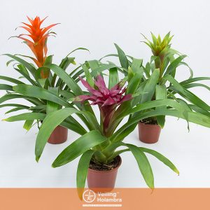 GUZMANIA VARIADA P14