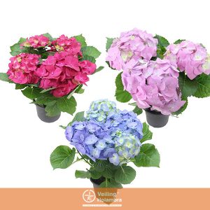 HORTENSIA P15