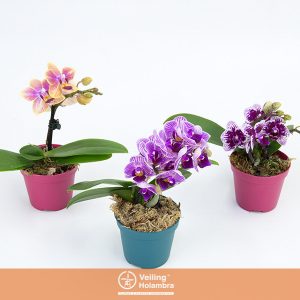 PHALAENOPSIS MINI P06