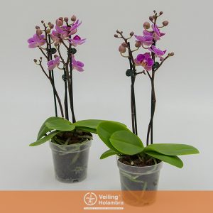 PHALAENOPSIS MINI P12 2 HT