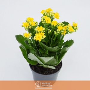 KALANCHOE P11 AMARELO