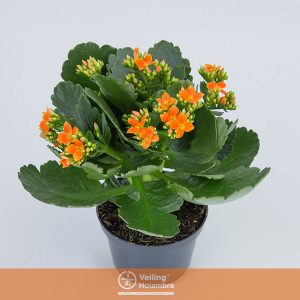 KALANCHOE P11 LARANJA