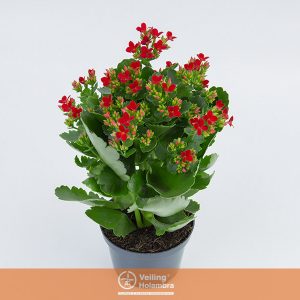 KALANCHOE P11 VERMELHO