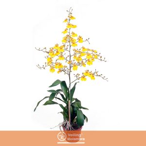 ONCIDIUM ALOHA P15