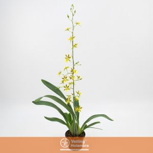 ONCIDIUM COLMANARA P14 MIN 1 HT